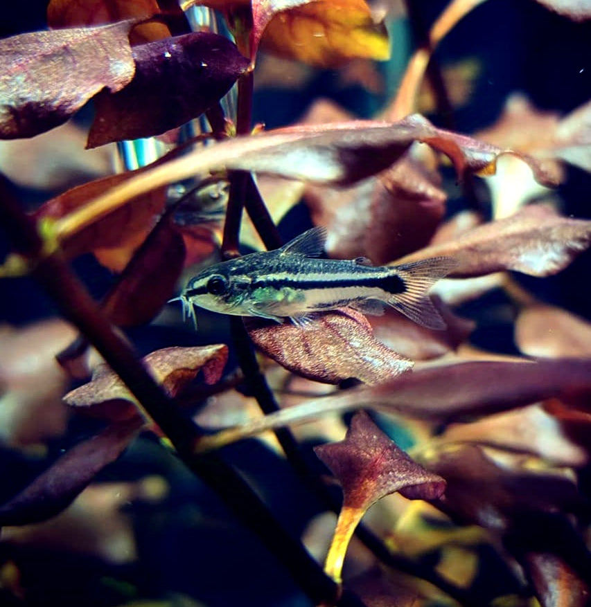 Corydoras Pygmaeus Zwergpanzerwels - aus Liebevoller Zucht