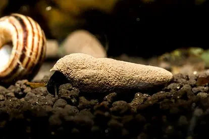 Tylomelania perfecta - Donnerkeil Schnecke AquaTimo