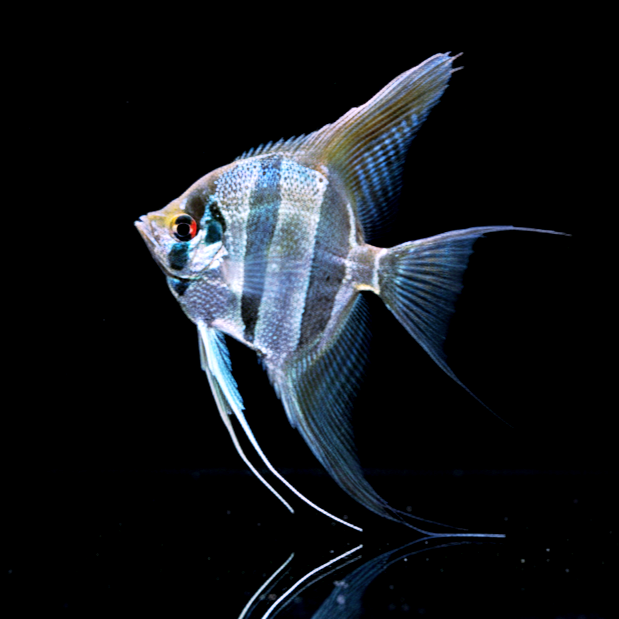 Skalare Dantum ~ aus Liebevoller Zucht !