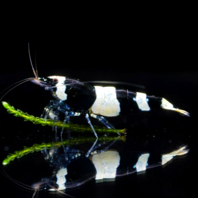 Caridina logemanni - Zwerggarnele "Black Bee" K2-K4