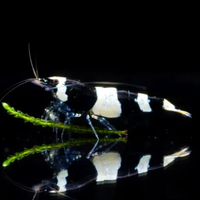Caridina logemanni - Zwerggarnele 🐼 "Black Bee" K2-K4 AquaTimo