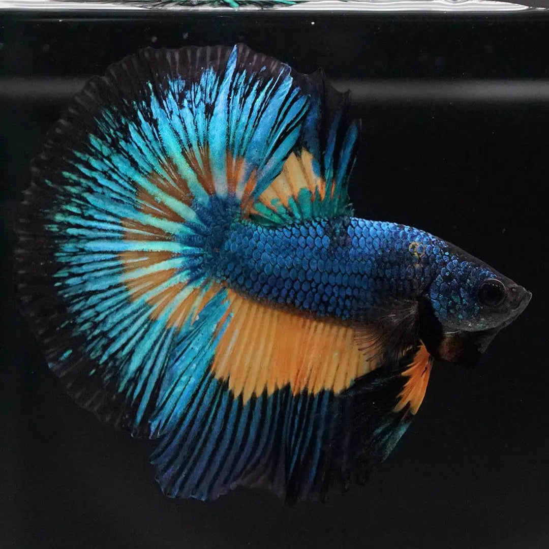 Betta splendens "Halfmoon Fancy Blue" – Farbenfroher Kampffisch mit spektakulärer Musterung AquaTimo