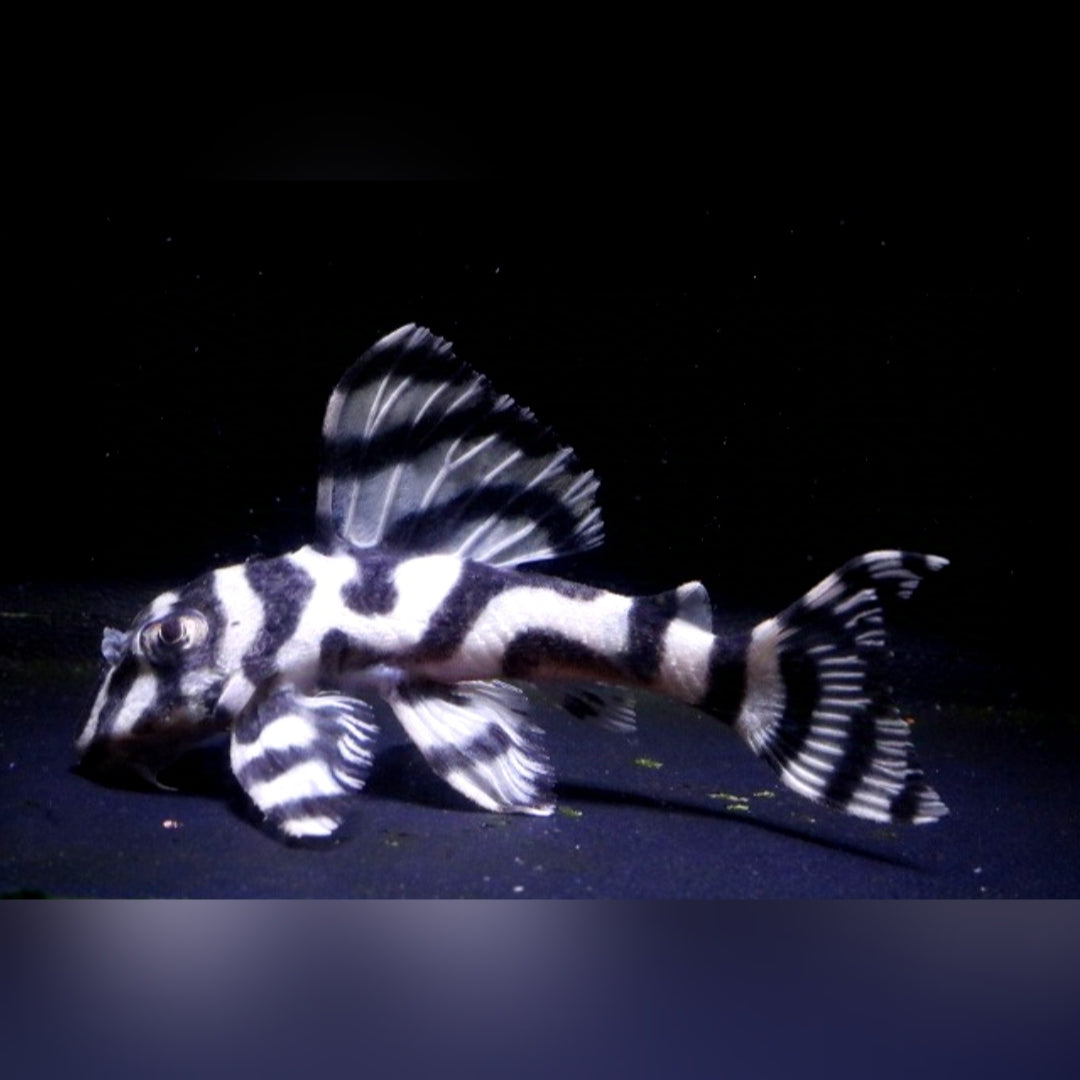 L236 Welse: Iriri-Harnischwels, Hypancistrus spec. ca 5 cm