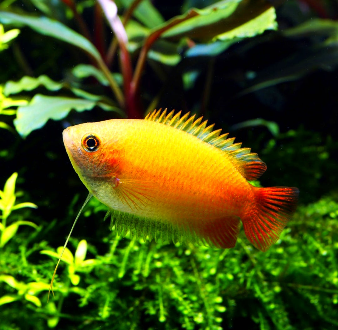 Honiggurami – Colisa chuna (Trichogaster chuna) 🍯🐟