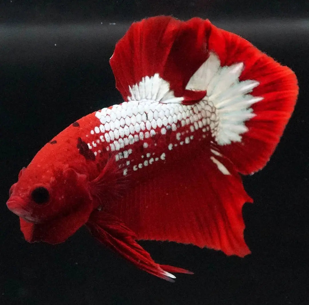 Betta splendens "Plakat Samurai Red" – Eleganter Kampffisch mit tiefroter Pracht AquaTimo