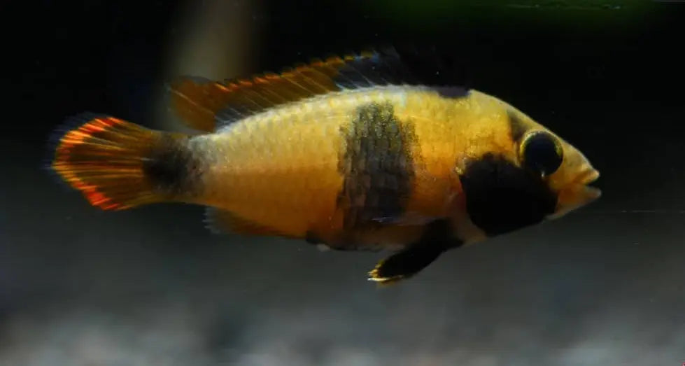 Panda Zwergbuntbarsch – Apistogramma nijsseni 🐼💛 AquaTimo