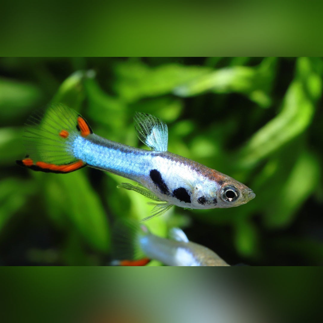 Endler Guppy "Japan Blue" – Poecilia wingei 💙🐠