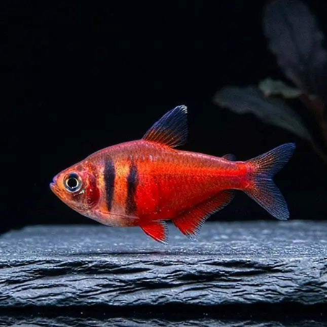 Hyphessobrycon flammeus - Roten von Rio AquaTimo