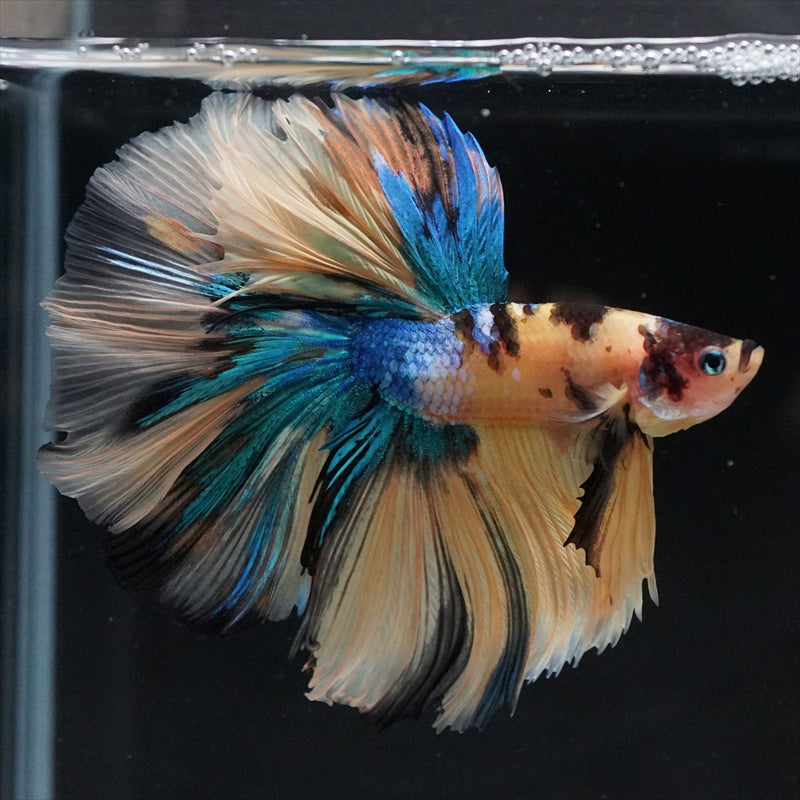 Betta splendens "Halfmoon Fancy Koi Nemo" – Farbenfroher Kampffisch mit spektakulärer Musterung