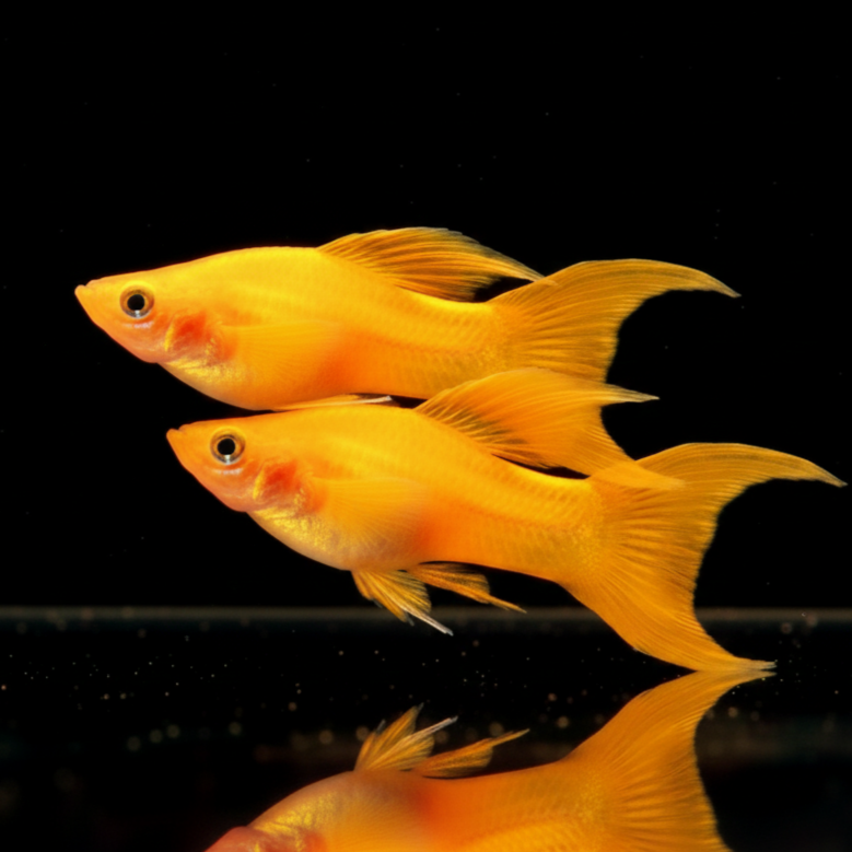 Molly Rot/Orange – Lebendige Farben und friedliches Wesen