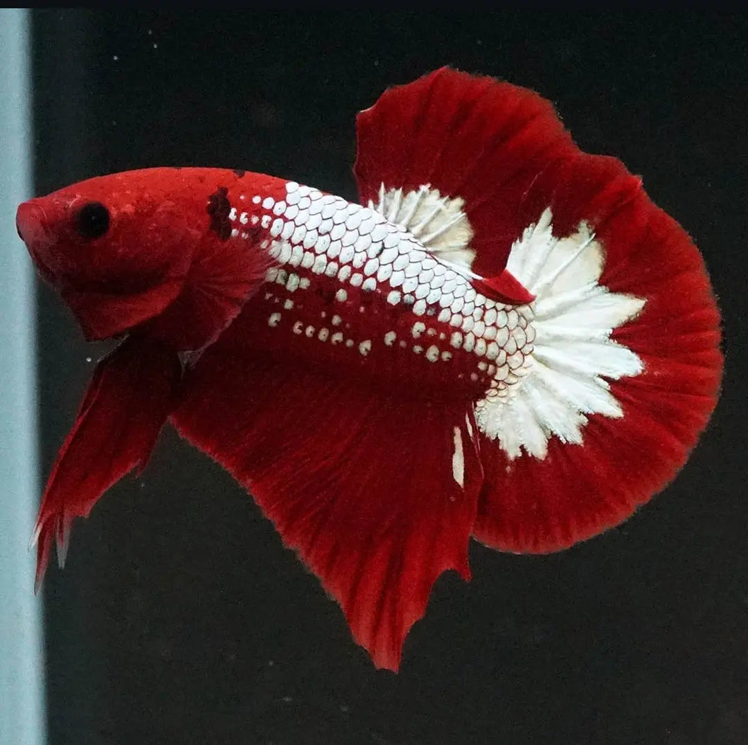 Betta splendens "Plakat Samurai Red" – Eleganter Kampffisch mit tiefroter Pracht AquaTimo
