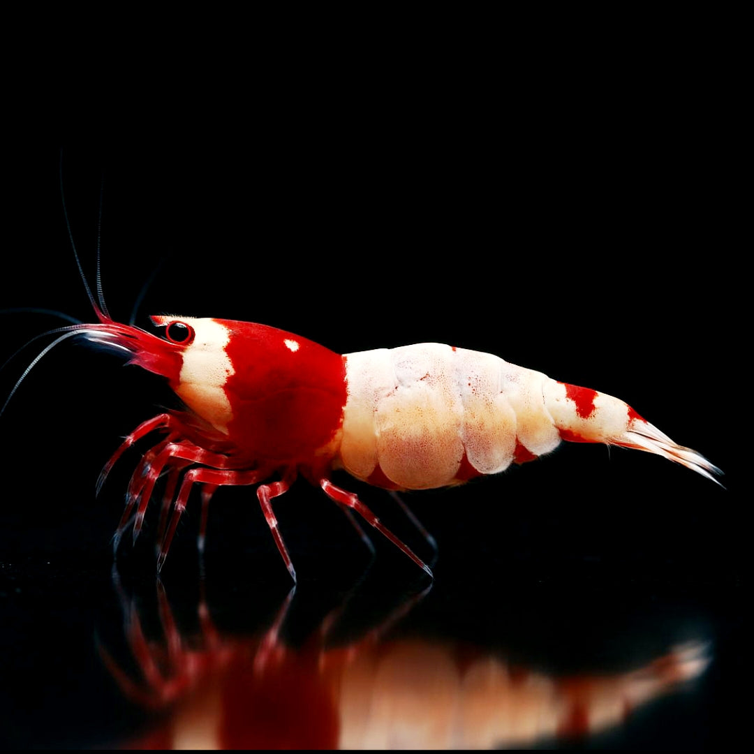 Caridina logemanni - Zwerggarnele „Flower“