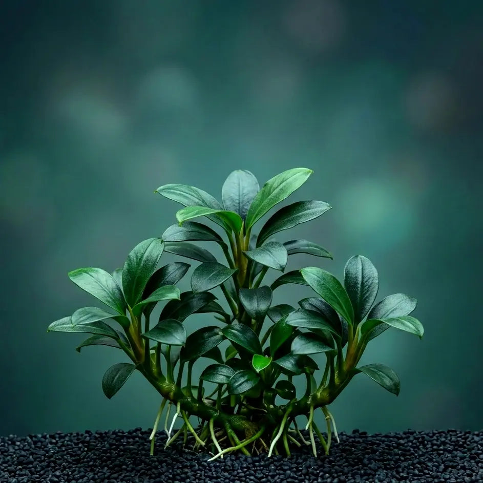 Anubias nana 'Bonsai' / Dennerle-Plants AquaTimo