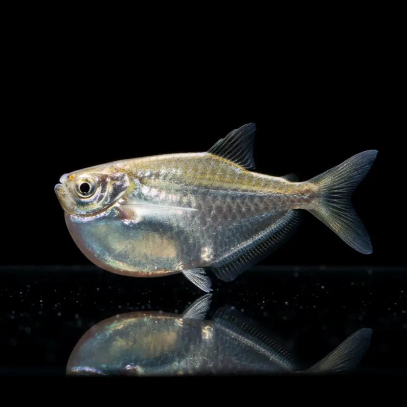 Platinbeilbauchsalmler – Thoracocharax stellatus AquaTimo