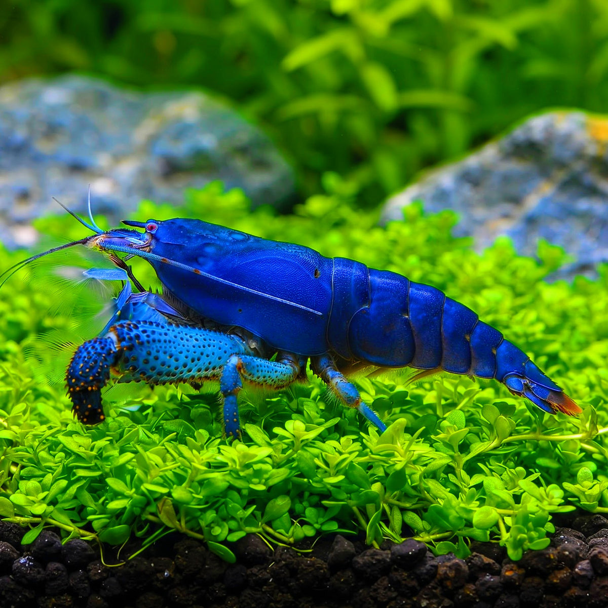Blaue Gabun-Fächergarnele - 💙 Monsterfächergarnele - Atya gabonensis