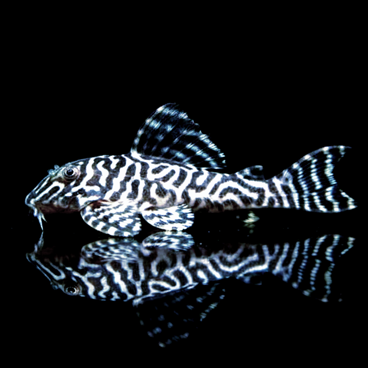 L66 King Tiger Pleco - Hypancistrus spec. 5-7 cm L066 LDA066 LDA66