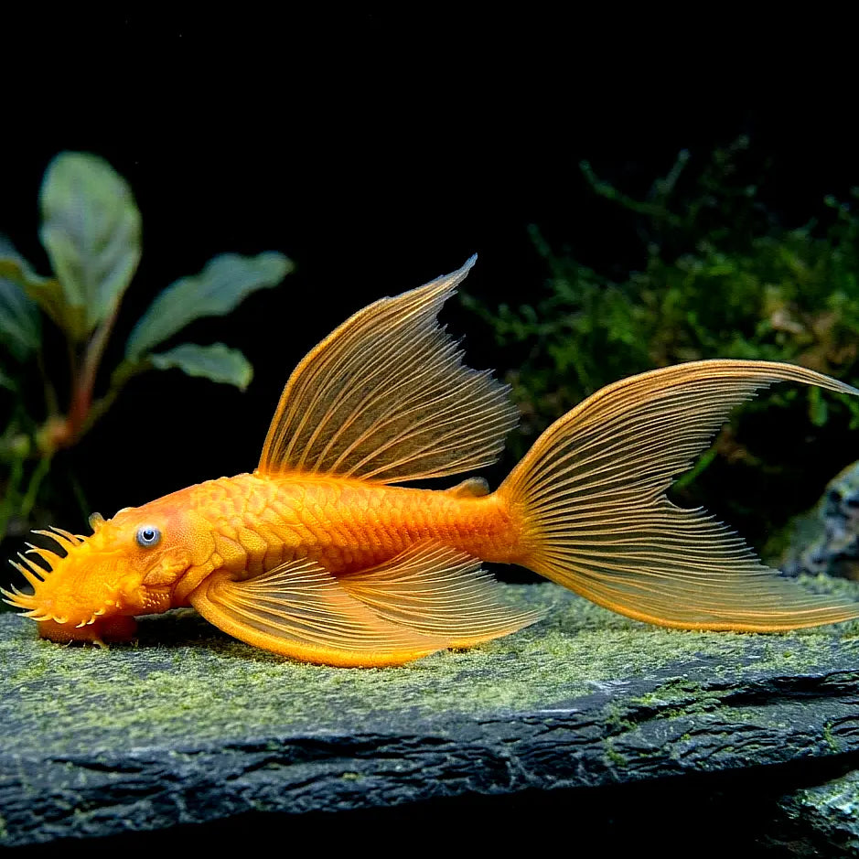 L144 Longfin Snow White - 💛Antennenwels Ancistrus sp. AquaTimo