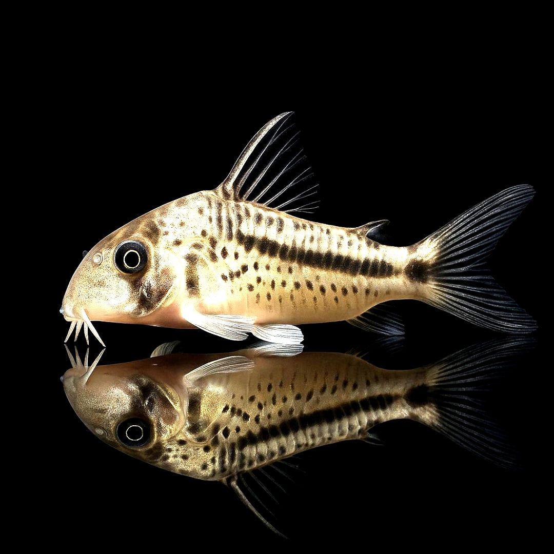 Axelrods Panzerwels – Hoplisoma (Corydoras) axelrodi 🐠🌿