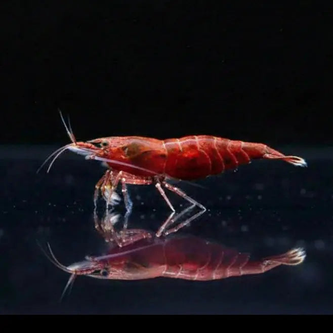 Neocaridina davidi - "Onyx" AquaTimo