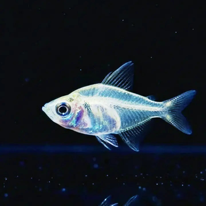 Parambassis ranga - Glasbarsch AquaTimo