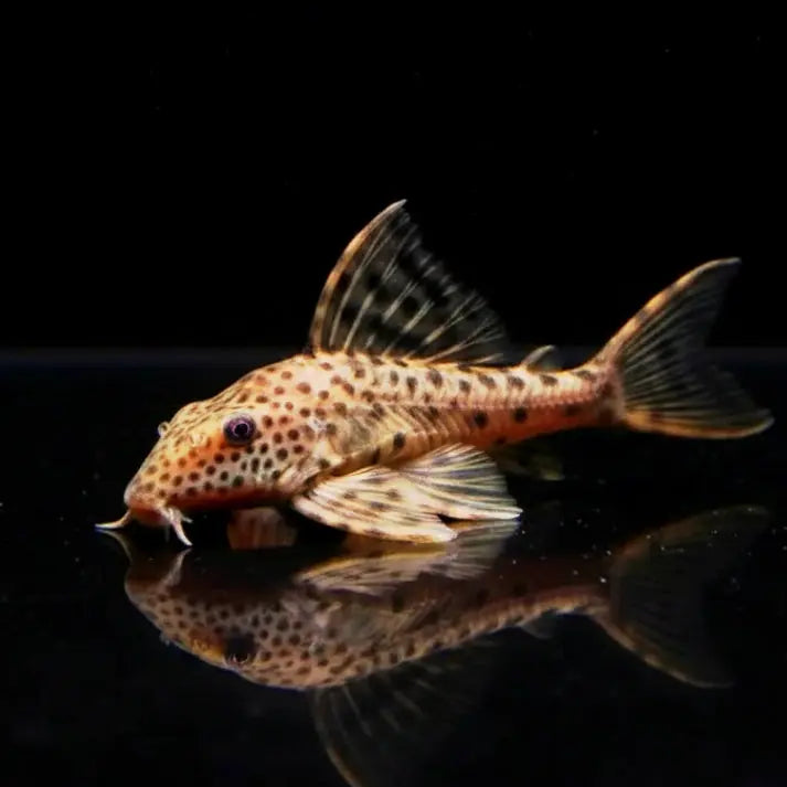 Leopard-Segelschilderwels – Hypostomus plecostomus 🐟🌿🛡️ AquaTimo