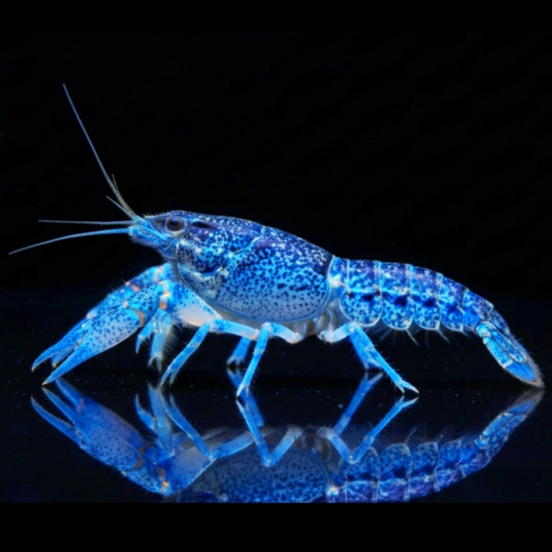 Cambarellus diminutus - Kleinster Zwergkrebs CPO