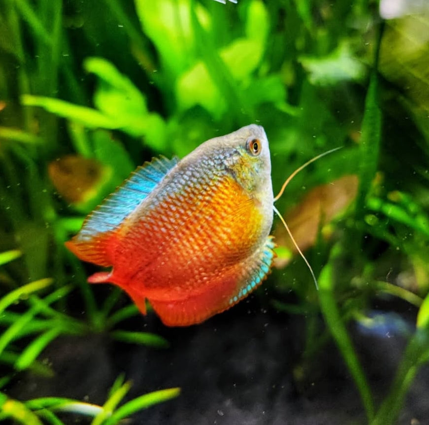 Colisa lalia "Neon Red" (Cobaltblauer Zwergfadenfisch)