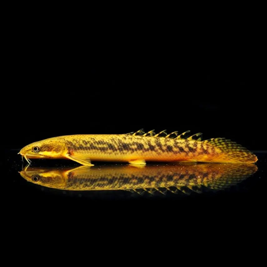 Palmas-Flösselhecht – Polypterus palmas AquaTimo