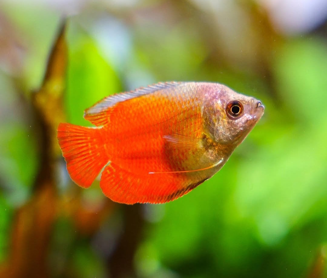 Colisa lalia "Neon Red" (Cobaltblauer Zwergfadenfisch)