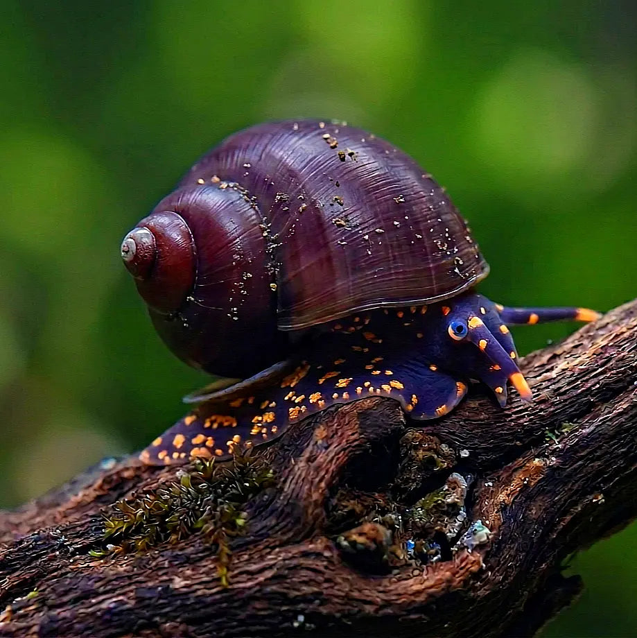 Notopala sp. - 💙 Blue Berry Snail AquaTimo