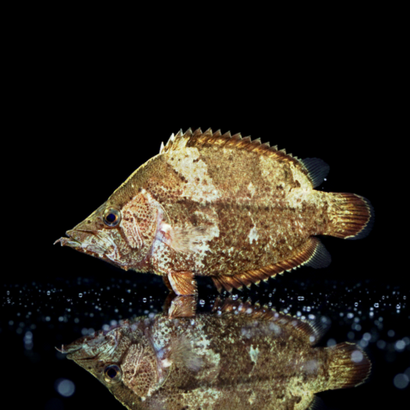 Blattfisch – Monocirrhus polyacanthus