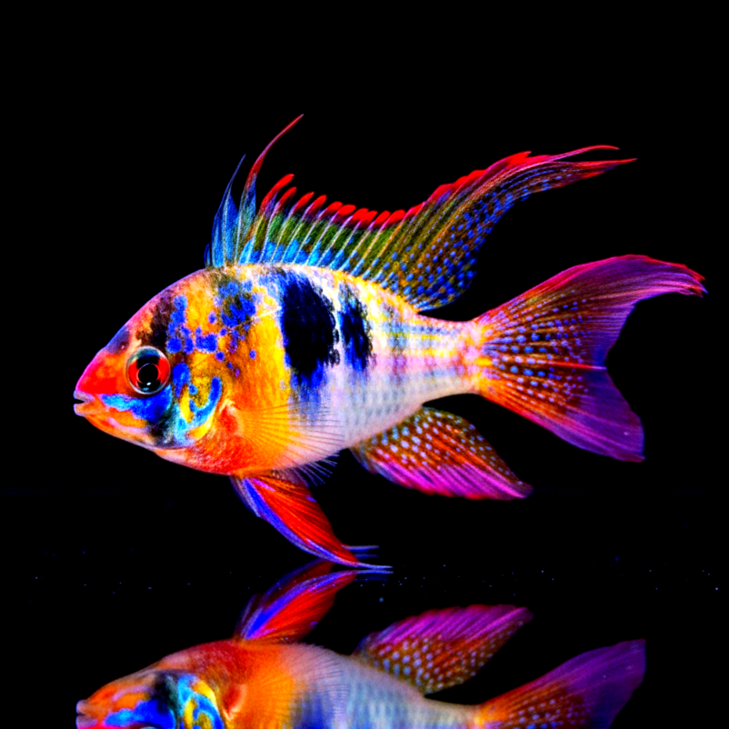 Schmetterlingsbuntbarsch - LongFin (Microgeophagus ramirezi) aus Liebevoller Zucht !