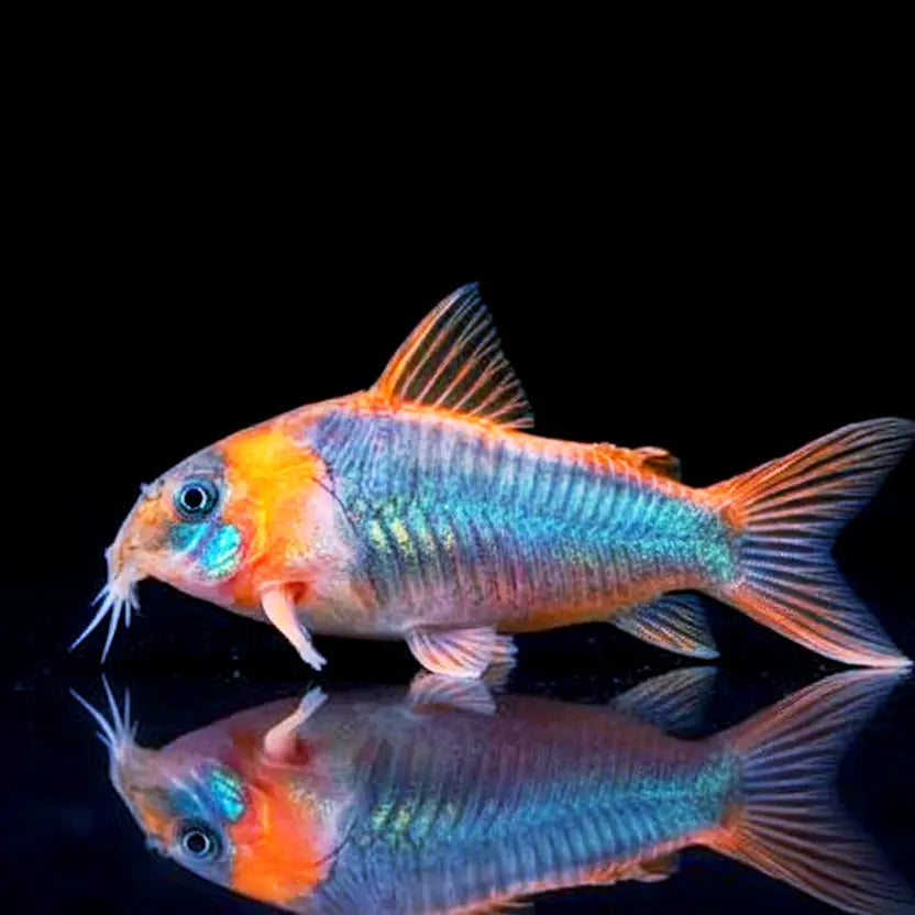 Corydoras eques 🧡🐟 AquaTimo