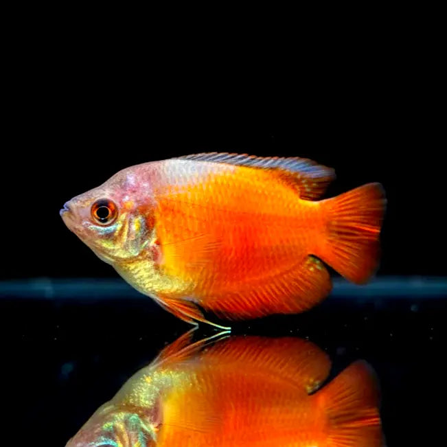 Colisa lalia "Neon Red" (Cobaltblauer Zwergfadenfisch) Fadenfisch AquaTimo