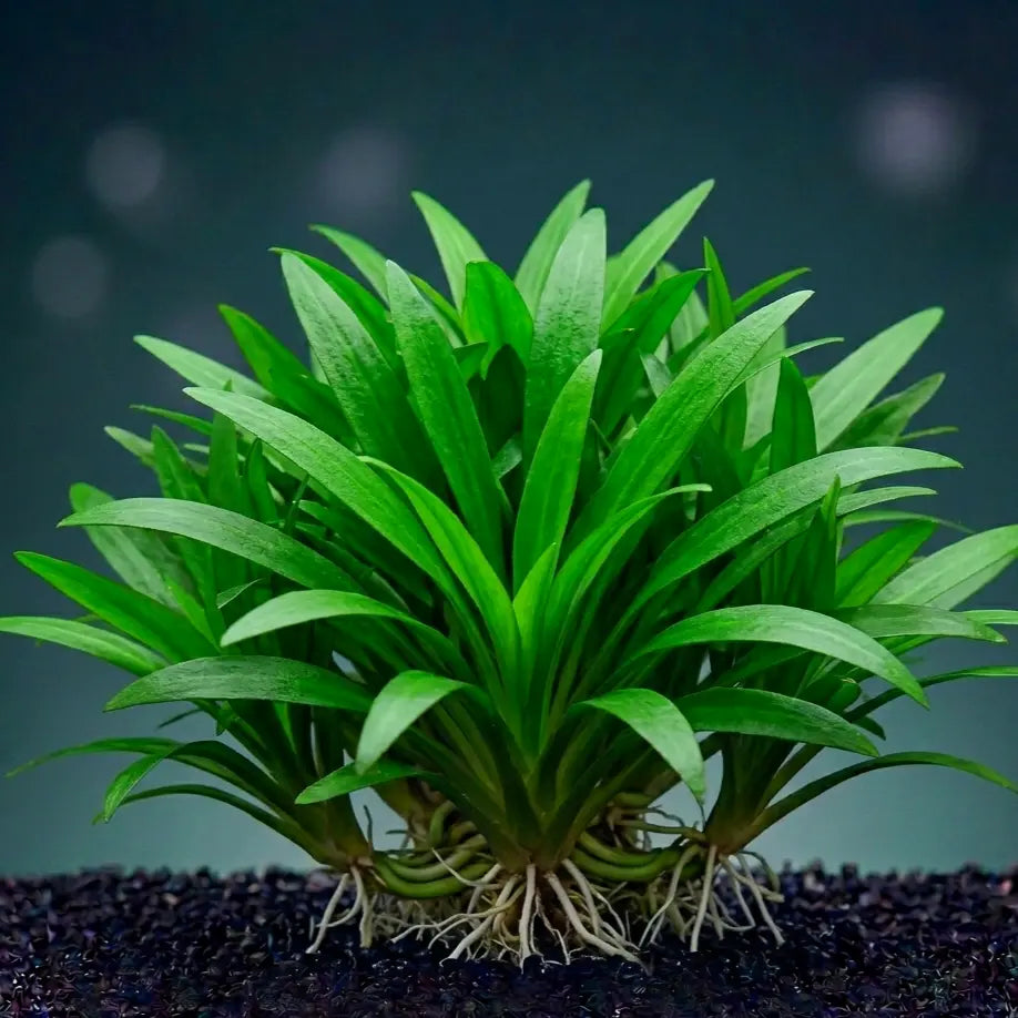 Cryptocoryne lucens / Dennerle-Plants AquaTimo
