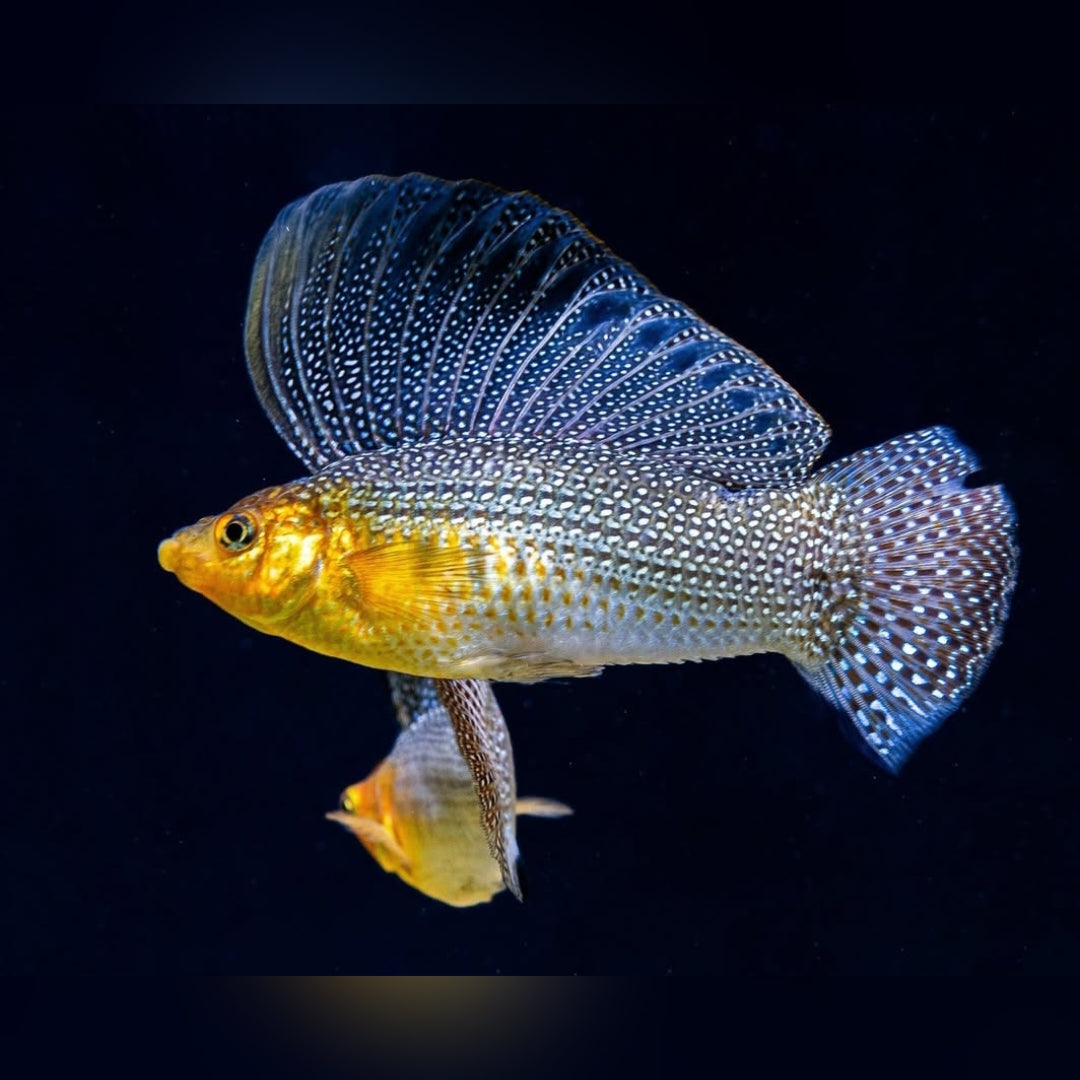 Segelkärpfling – Poecilia velifera ⛵🐠