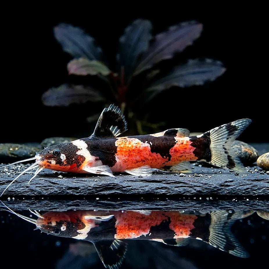 Südamerikanischer Hummelwels
Microglanis poecilus AquaTimo