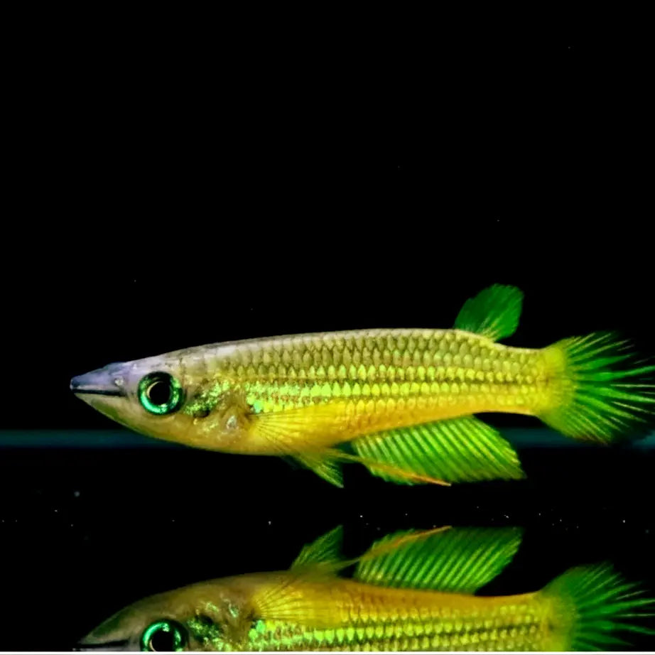 Aplocheilus lineatus "Gold" - Goldener Streifenhechtling AquaTimo
