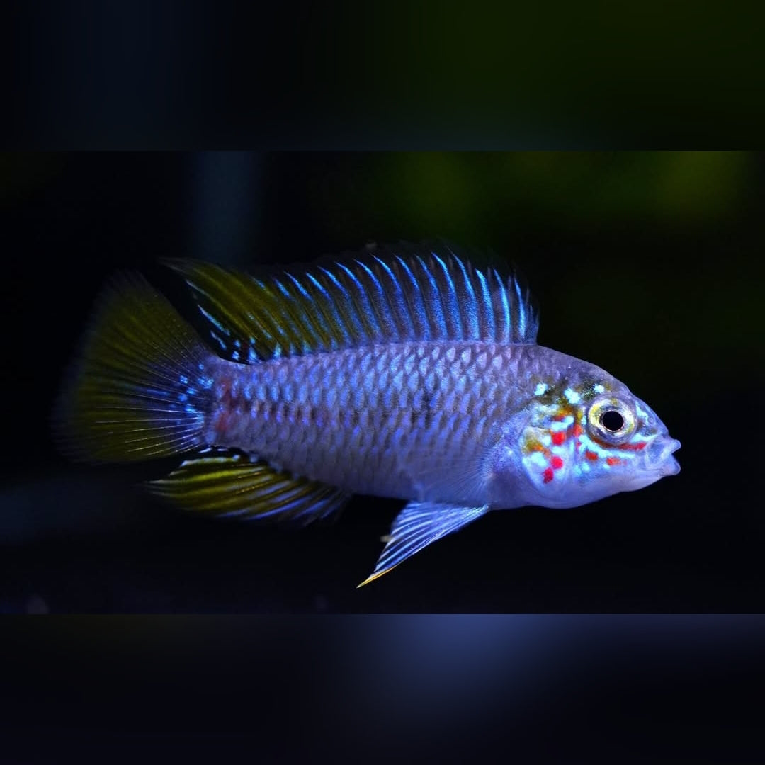 Opal Apistogramma – Apistogramma borellii "Opal" 🌈🐠