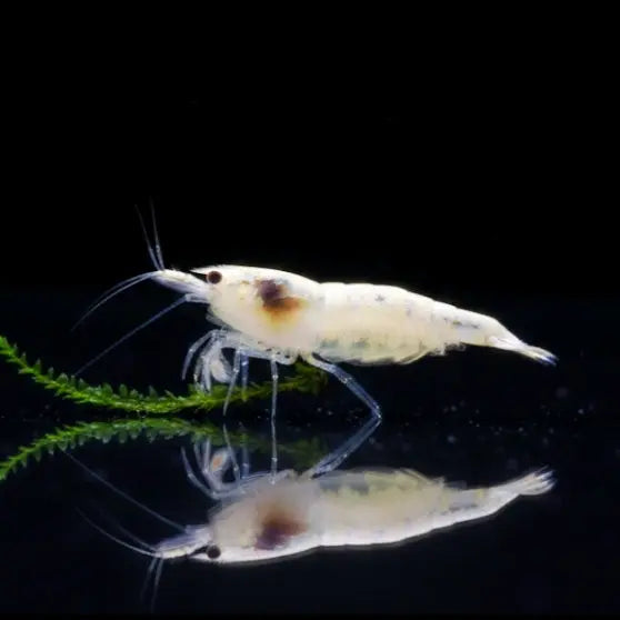 Neocaridina palmata - 🤍❄️ "Snowstorm" AquaTimo