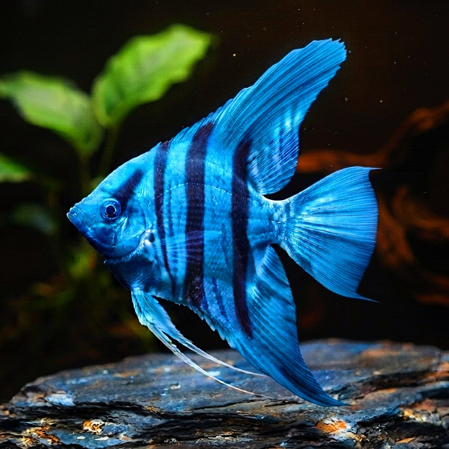 Skalar Avatar Blue - Pterophyllum scalare 🌿✨