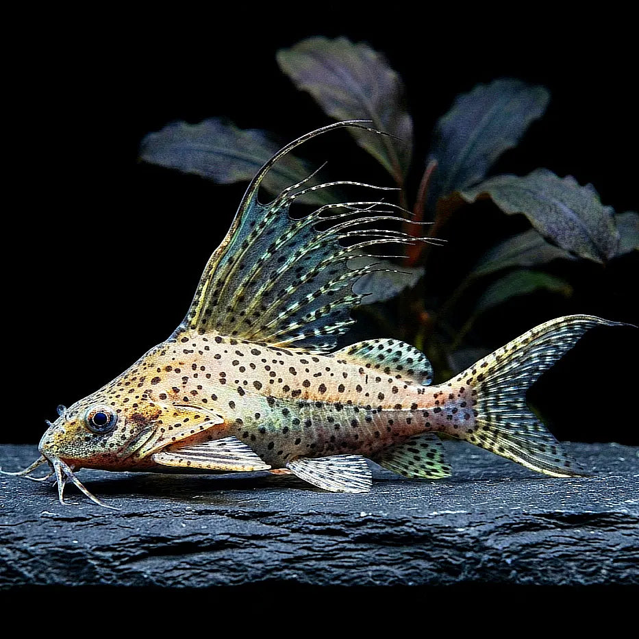 Schmuckflossen-Fiederbartwels (Synodontis eupterus) 🐠🌿 AquaTimo