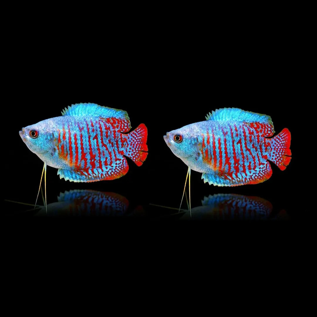 Colisa lalia 💙❤️(Zwergfadenfisch) Fadenfisch AquaTimo