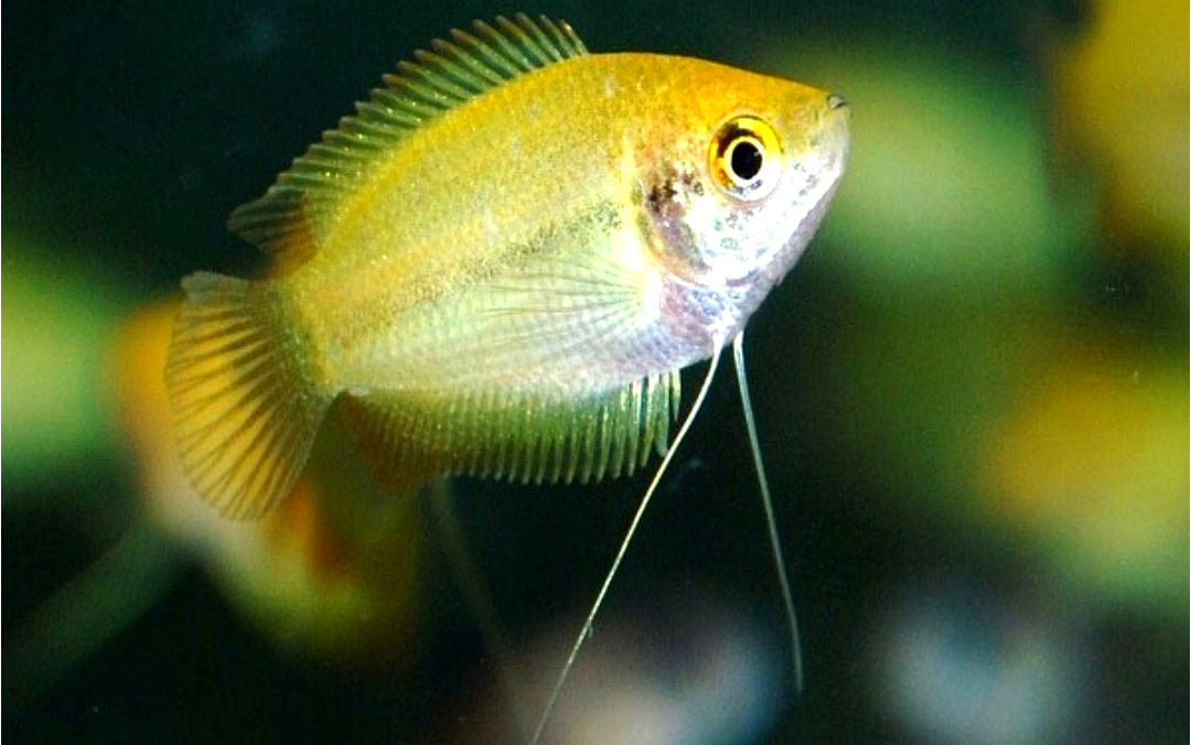 Honiggurami – Colisa chuna (Trichogaster chuna) 🍯🐟