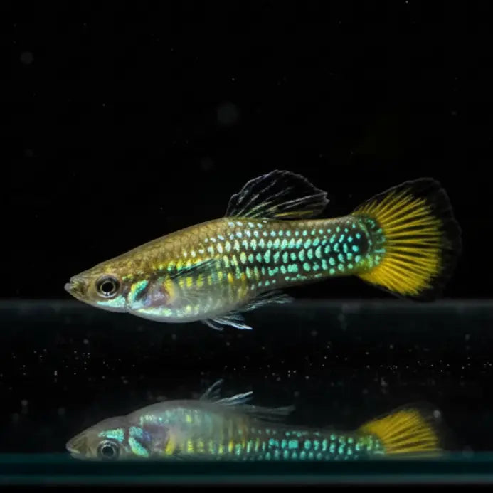 Kuba Kärpfling Perugia – Limia perugiae 🐠🌿 AquaTimo