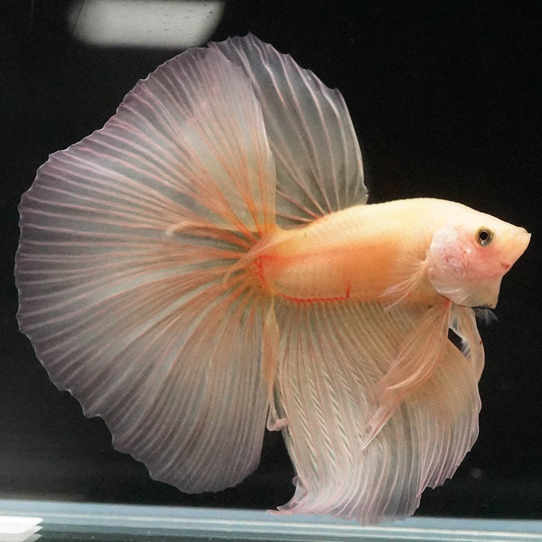 Betta splendens "Halfmoon Fancy Yellow" – Farbenfroher Kampffisch mit spektakulärer Musterung