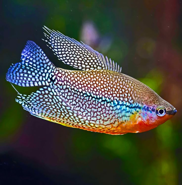 Trichogaster leeri – Der majestätische Mosaikfadenfisch Fadenfisch