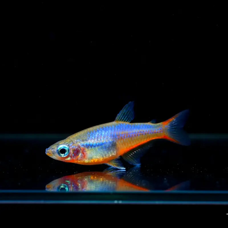 Neon Reisfisch - 💜 Oryzias woworae Blue Daisy - aus liebevoller Zucht Mein Shop