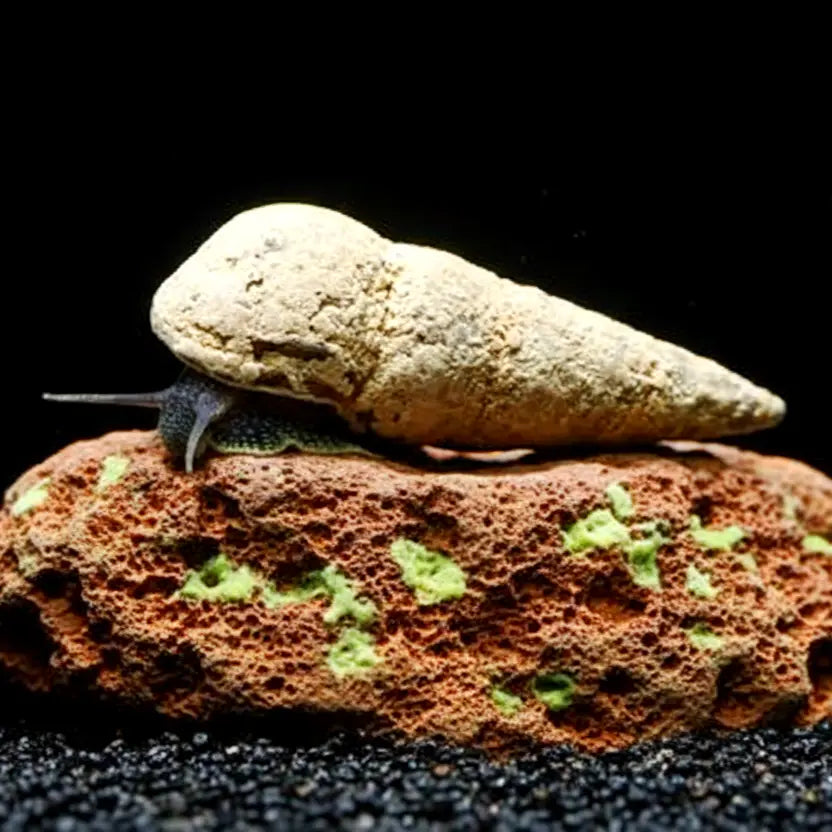 Tylomelania perfecta - Donnerkeil Schnecke AquaTimo