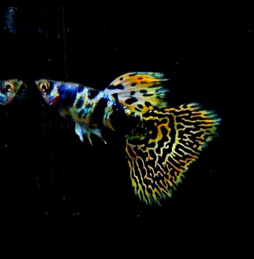 Hochzucht Guppy - Green Tiger King Cobra